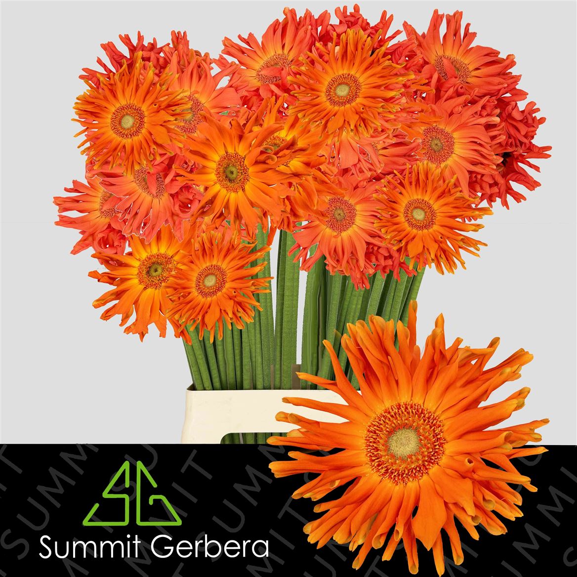 Gerbera Pasta Marinara