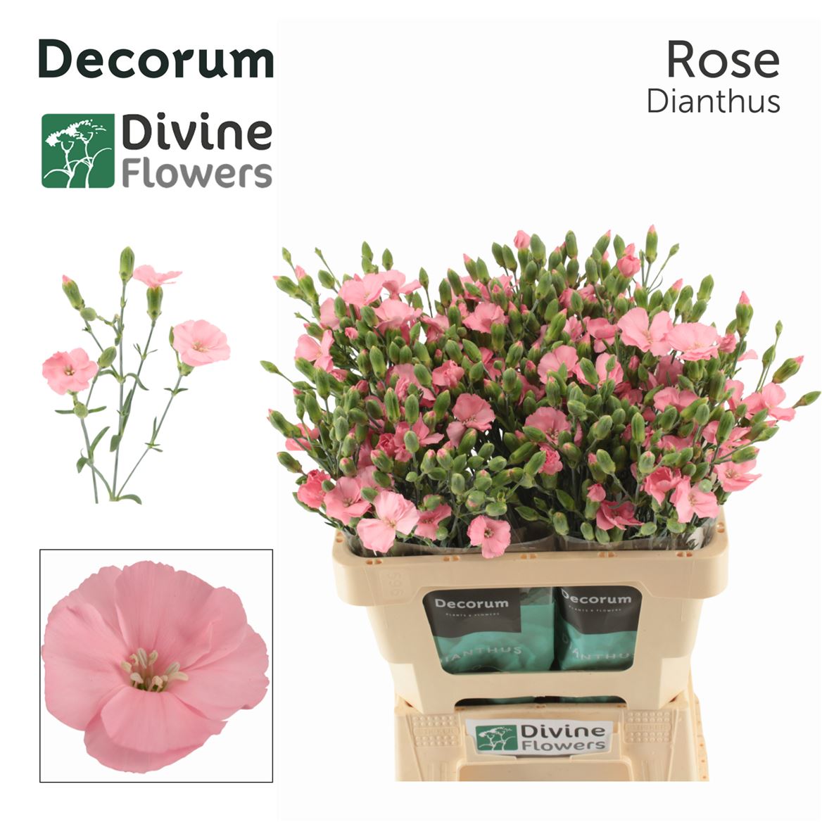 Dianthus Spray Single Solomio Rose 60cm