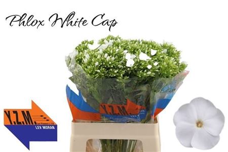 Phlox P Whitecap