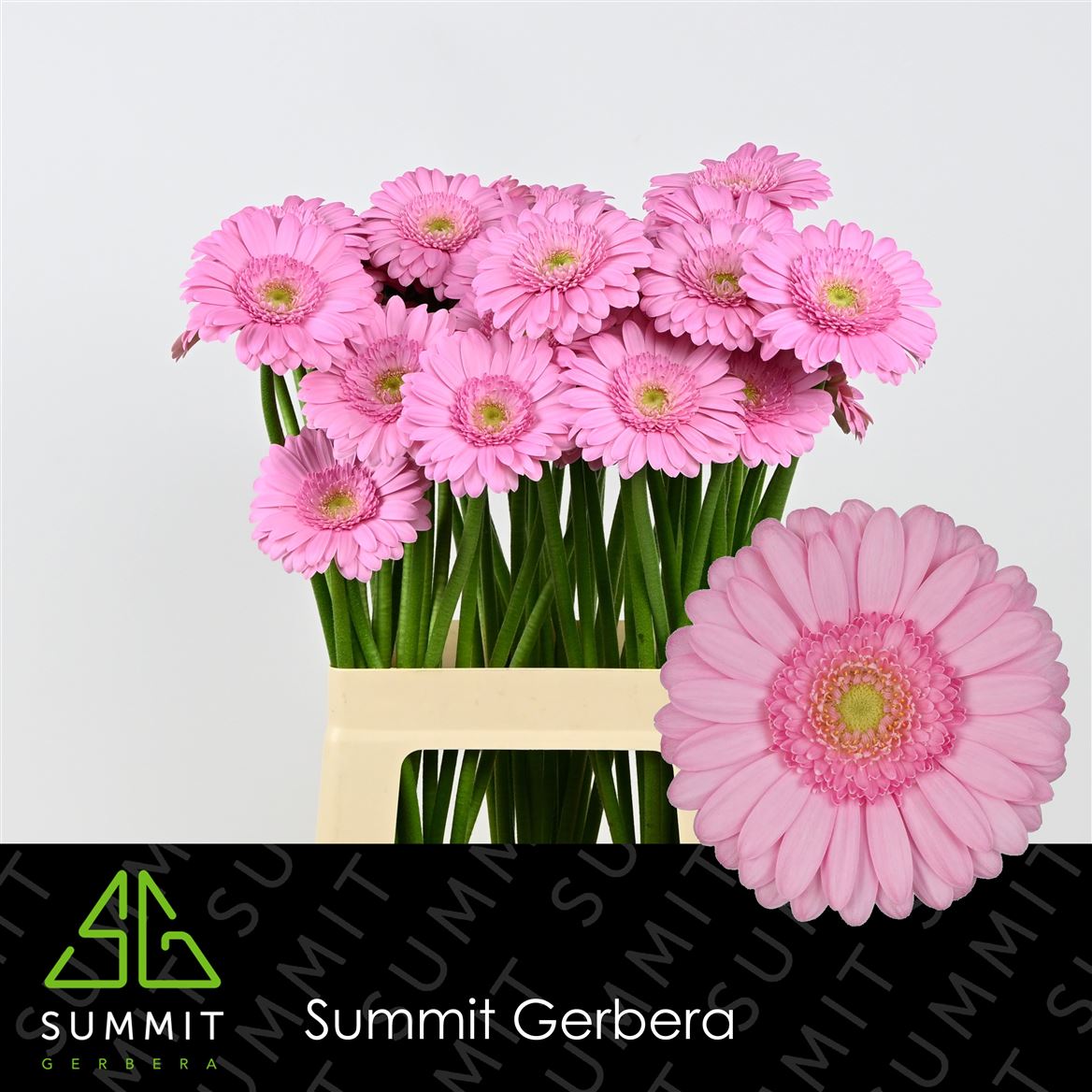 Gerbera Mini Kimsey