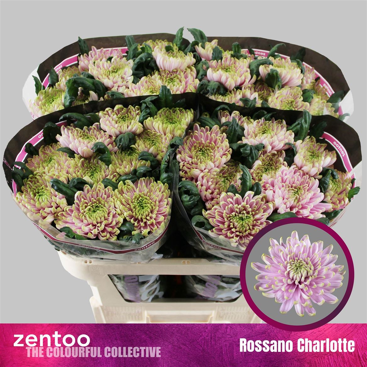 Chrysanth Single Rossano Charlotte 70cm 80gr.