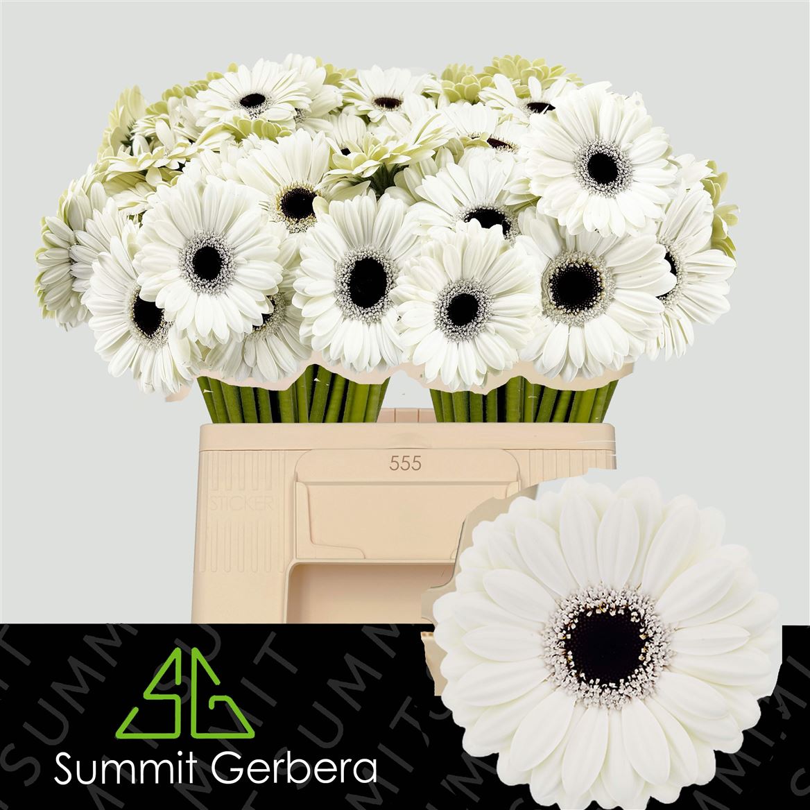 Gerbera Mini Olaf