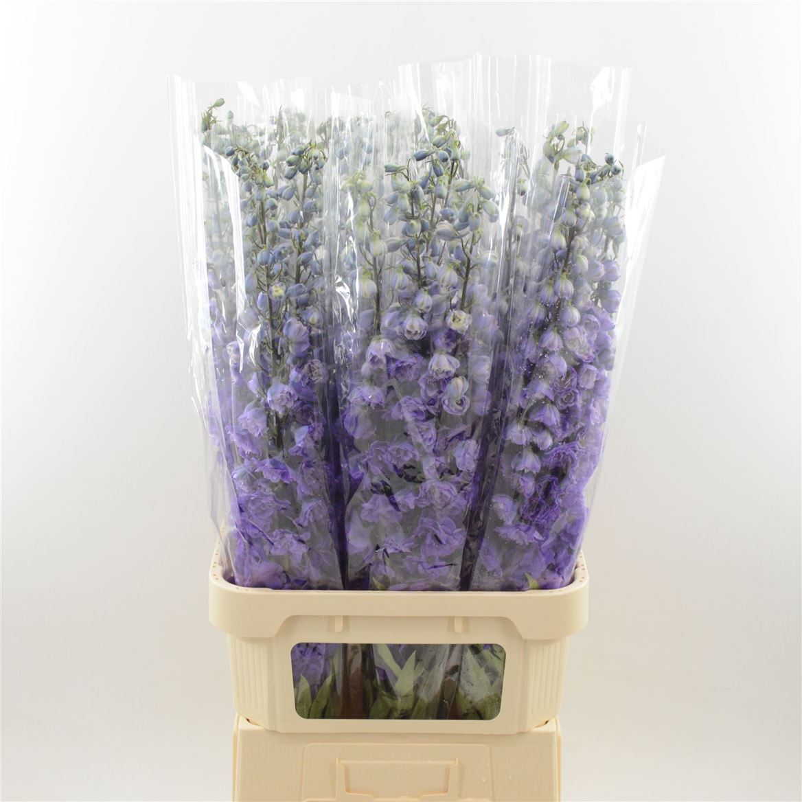 Delphinium Double Dev Purple Heart 100cm