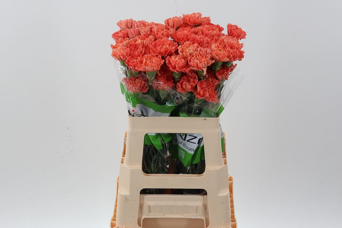 Dianthus Single Hermes Orange 60cm