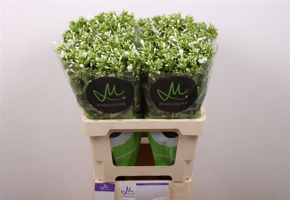 Phlox Icecap 60cm