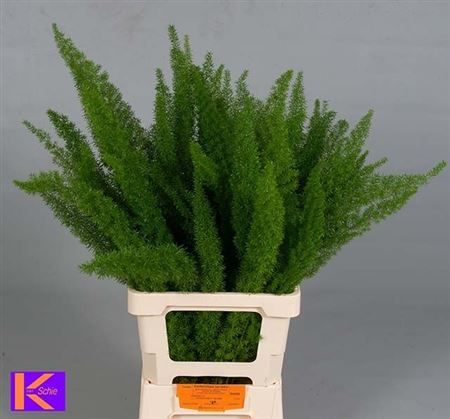 Asparagus Densiflorus Myers 70cm