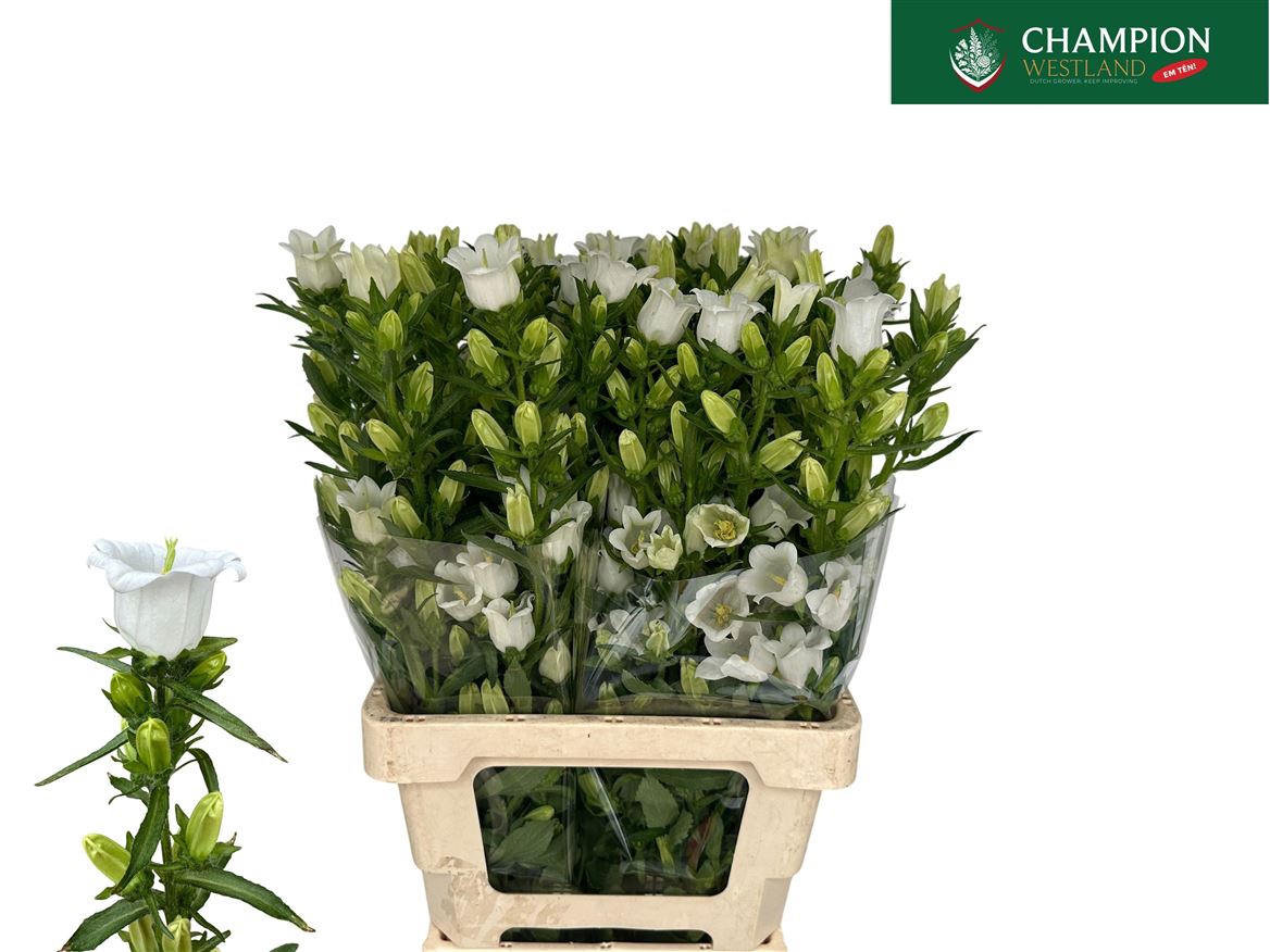 Campanula Champion White 70cm