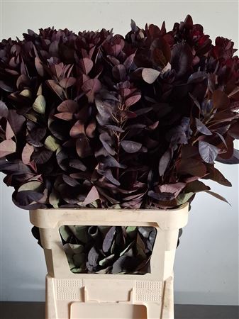 Coti C Royal Purple