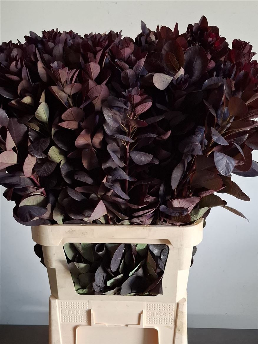 Cotinus Coggygria Royal Purple 100cm