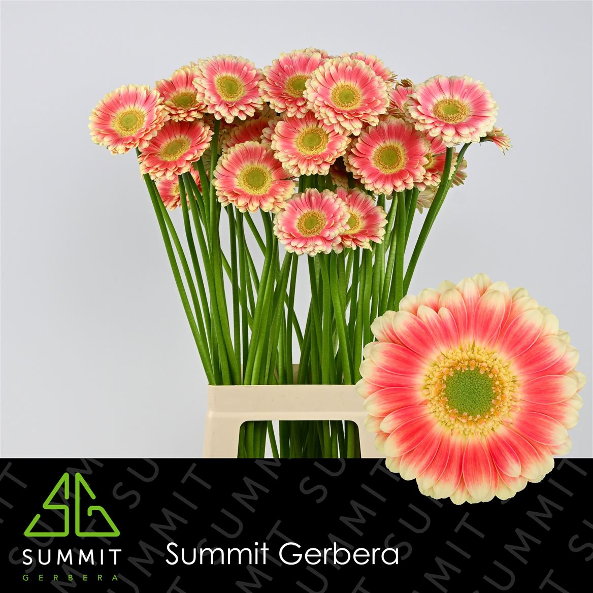 Gerbera Mini Tompouce