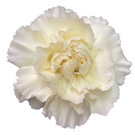Dianthus Single Halo 70cm