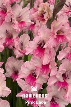Glad Gr Pink Lace