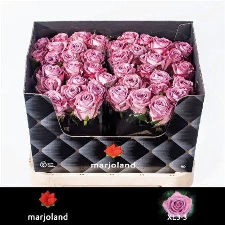 Rosa Nayeli! 80cm