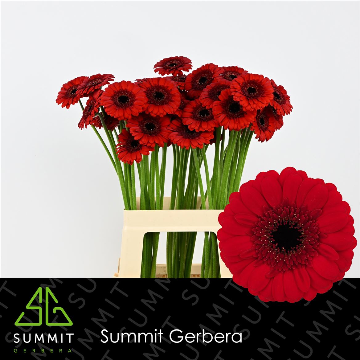 Gerbera Mini Red Ruby