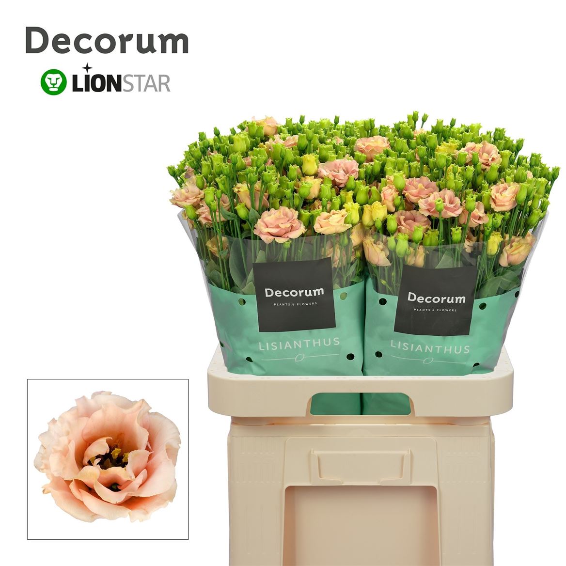 Lisianthus Double Sabrina Orange 70cm