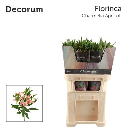 Alstroemeria Florinca Charmelia Apricot 75cm