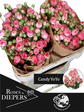R Tr Candy Yo-yo