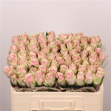 R Gr Pink Athena