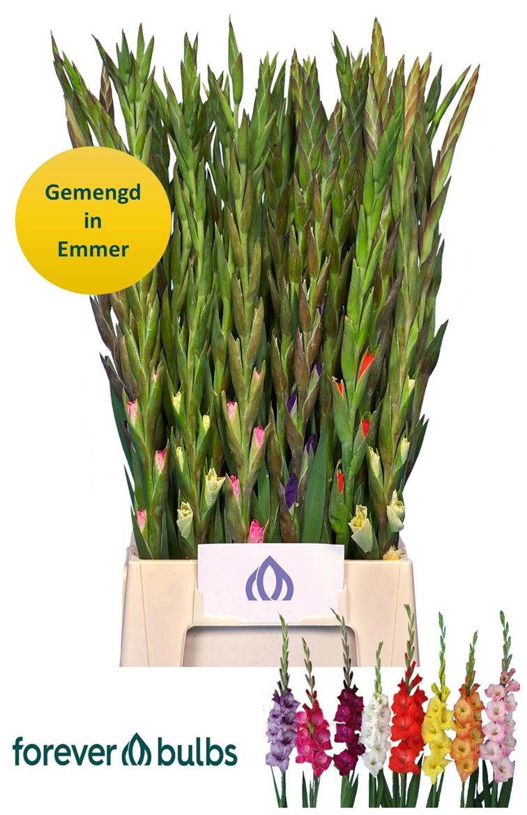 Gladiolus Mini Mix 65cm 45gr.
