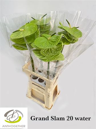 Anthurium Grand Slam 14Ø