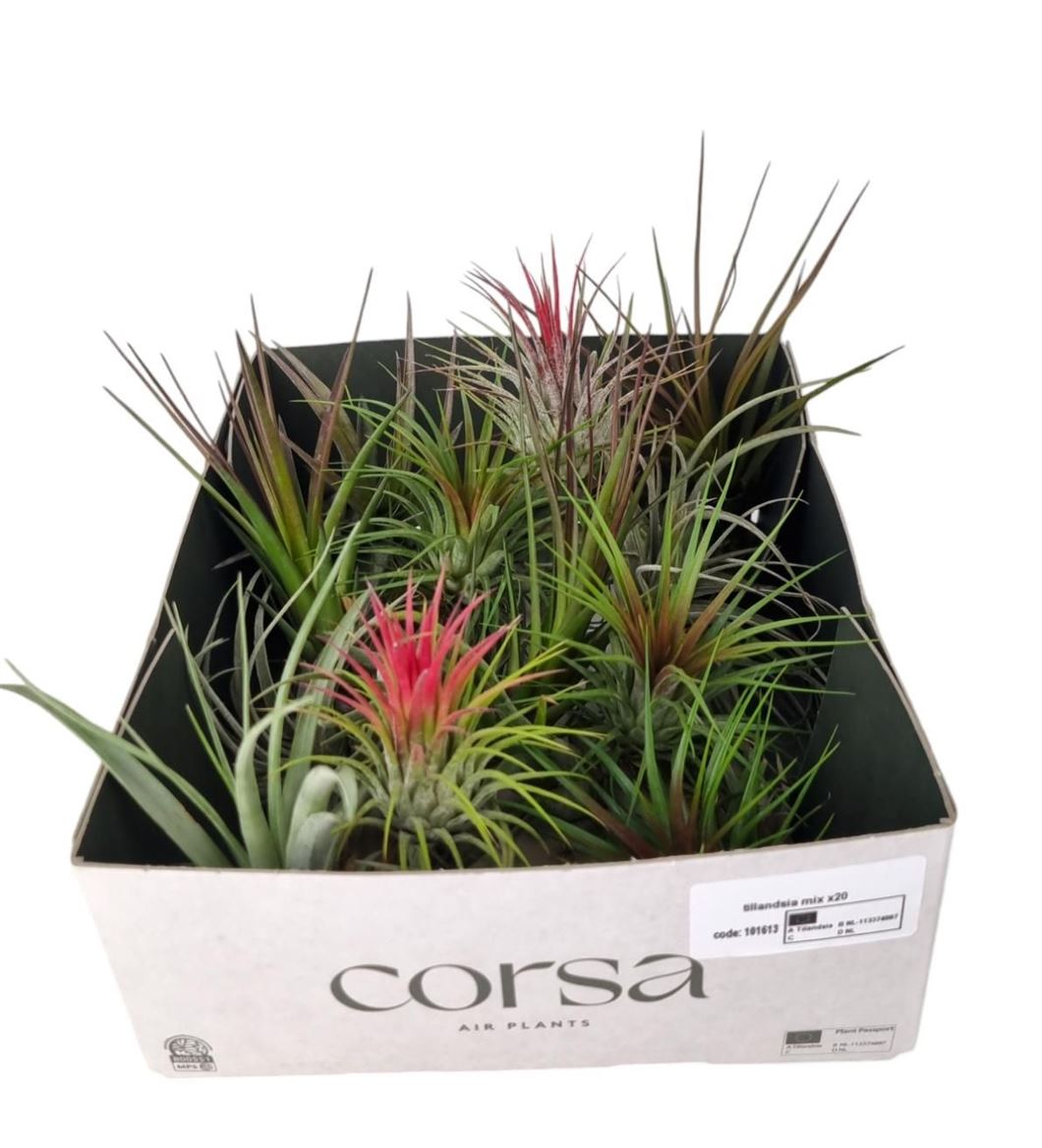 Tillandsia Ionantha