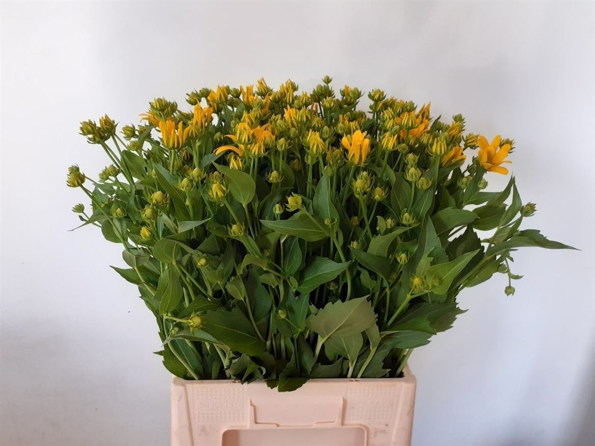 Rudbeckia Nitida 100cm