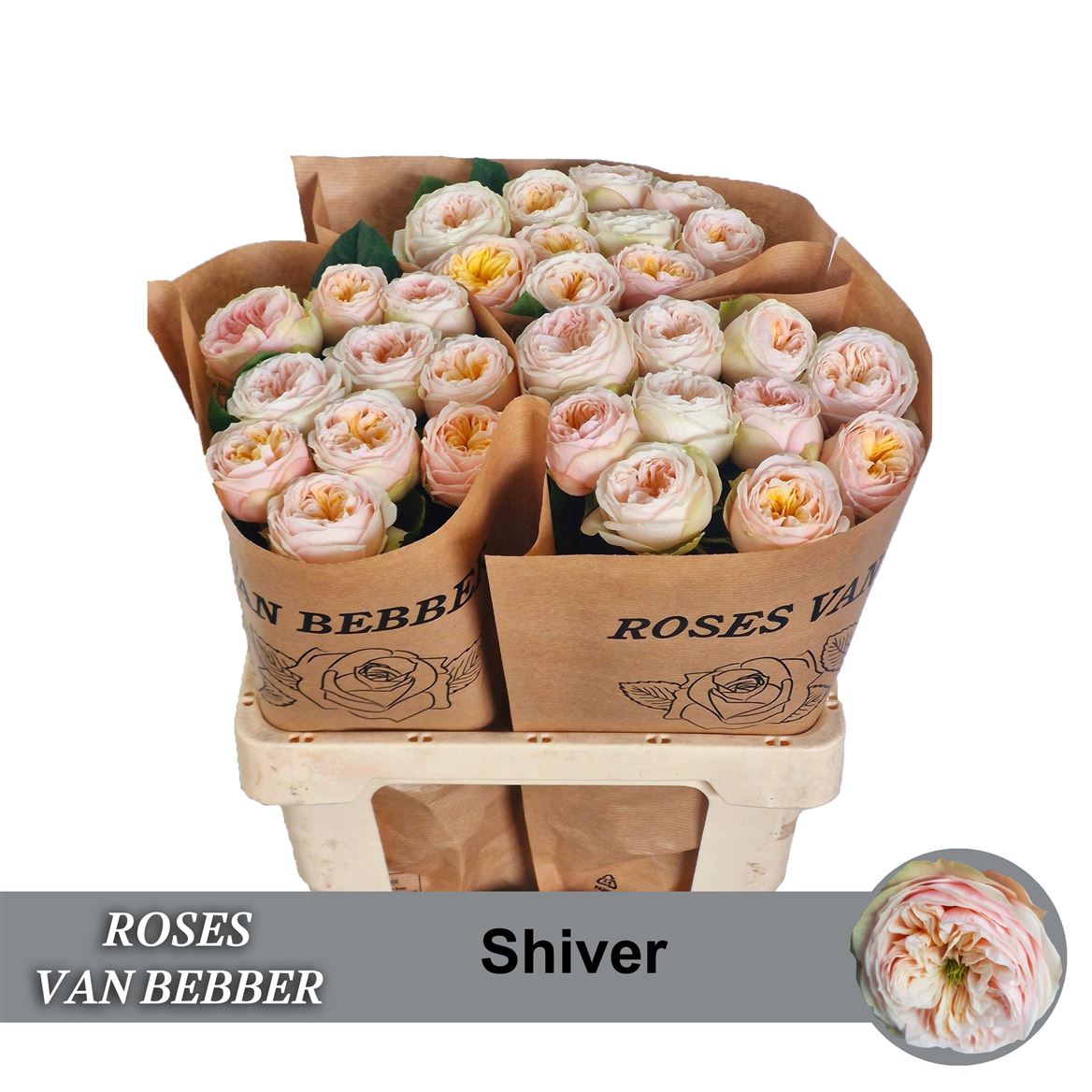 Rosa Shiver! 60cm