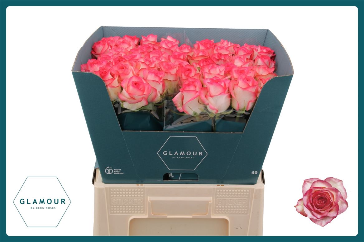 Rosa Jumilia 60cm