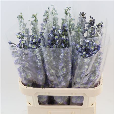 Delph Du Purple