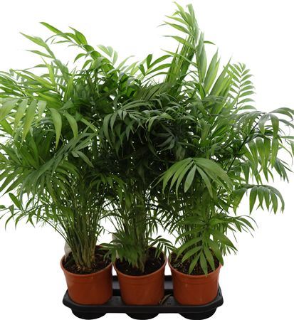 Chamaedorea Elegans