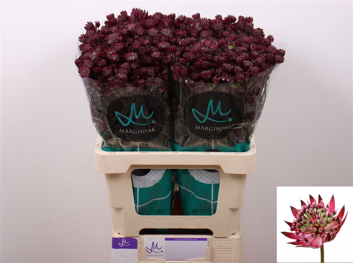 Astrantia Star Of Love 60cm