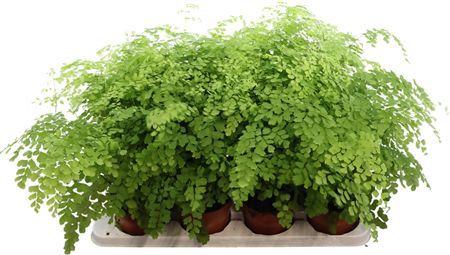 Adiantum Fragrans