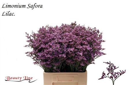 Lim Saf Lilac