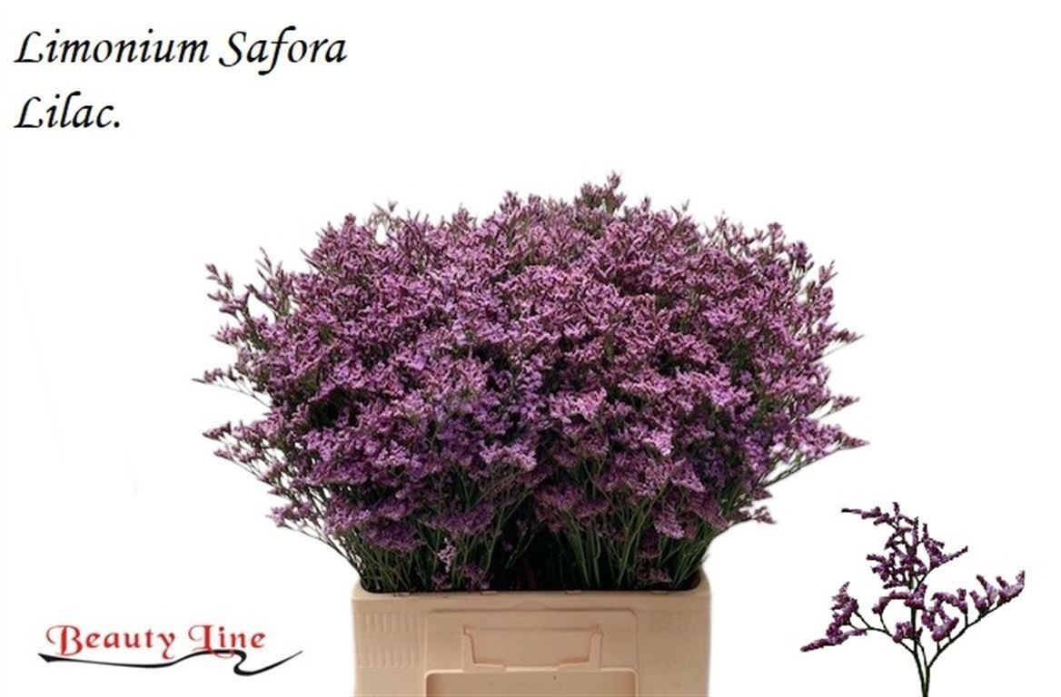Limonium Safora Lilac 70cm 30gr.