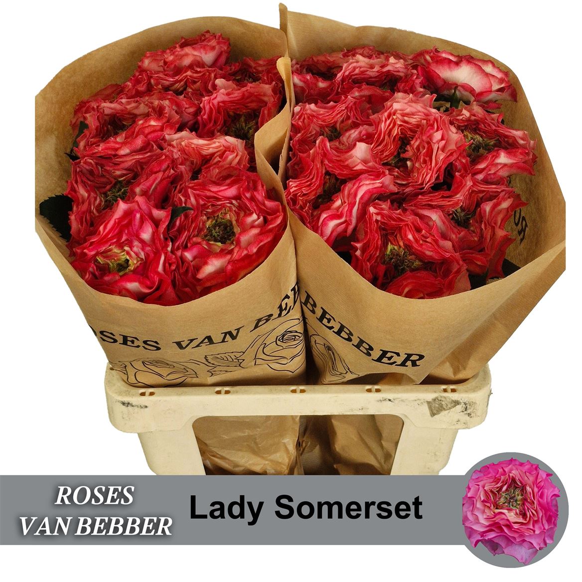Rosa Lady Somerset 60cm