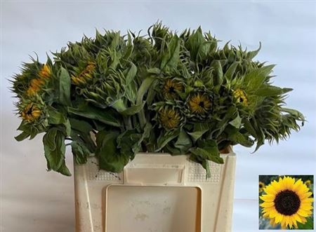 Helianthus Sunrich Orange 60cm
