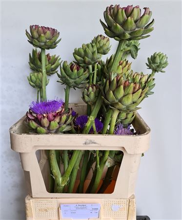 Cynara Groene V Laon