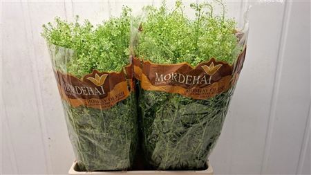 Lepidium Green Bell