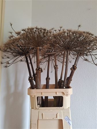 Dried Berenklauw 120cm P Stem