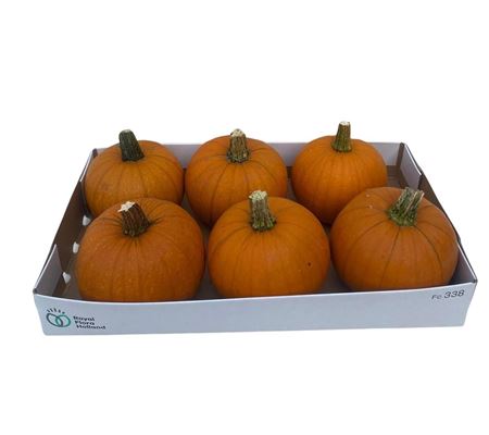 Sier Cuc P Maxima Halloween X8