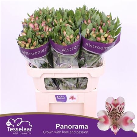 Alstroemeria Panorama 75cm 60gr.