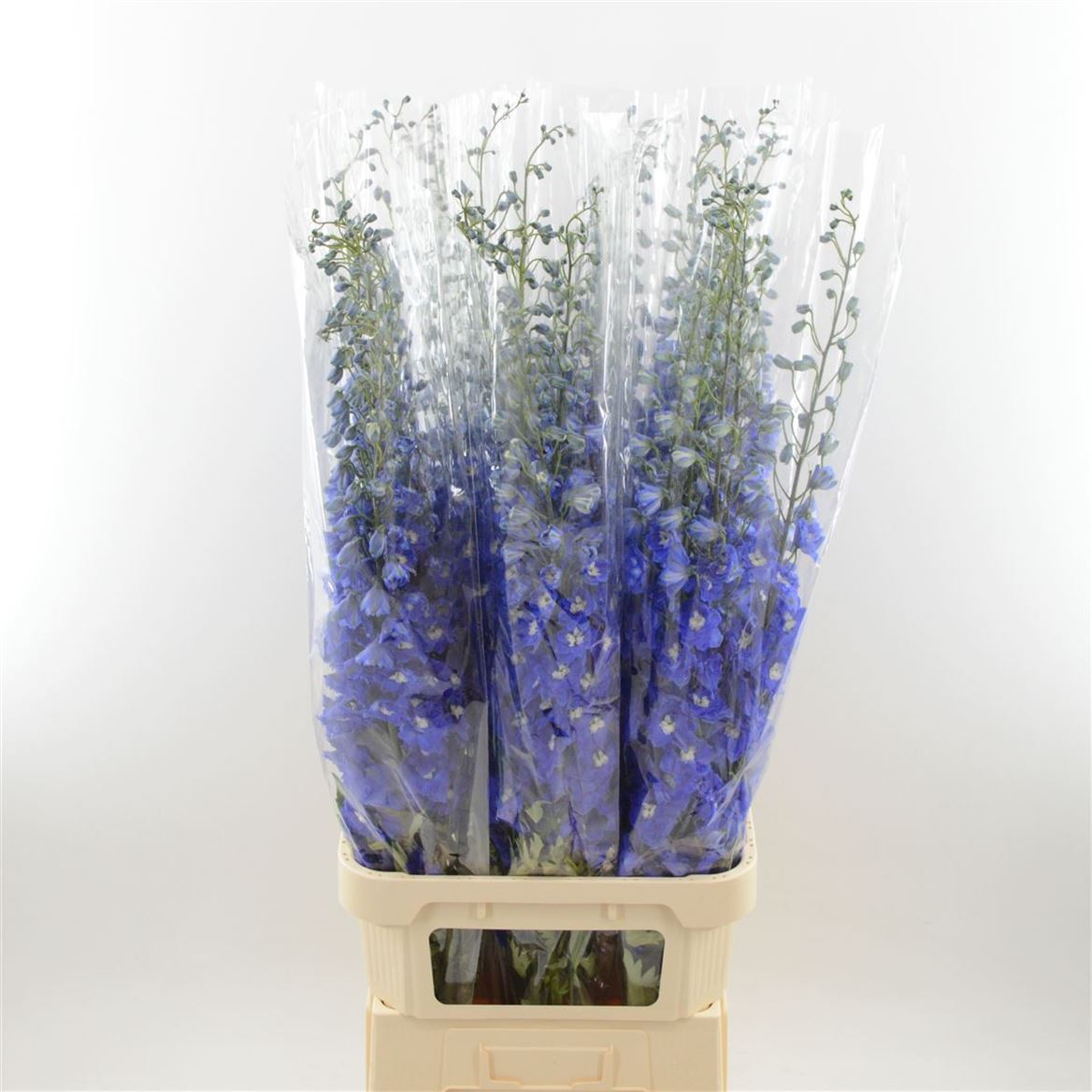 Delphinium El Navy Blue 120cm