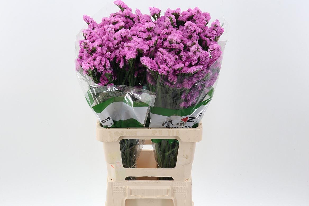 Limonium Sinuatum Taffy Sun Birds 70cm 45gr.