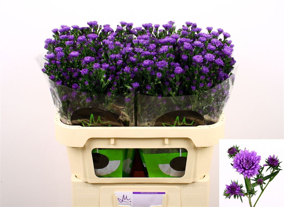 Aster Astee Dark Milka 70cm 20gr.