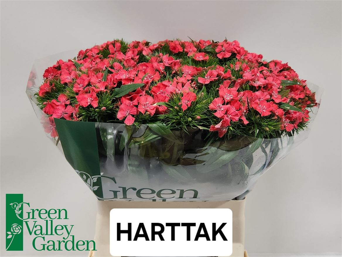 Dianthus Barb Sweet Will Coral 60cm