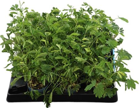 Mimosa Pudica