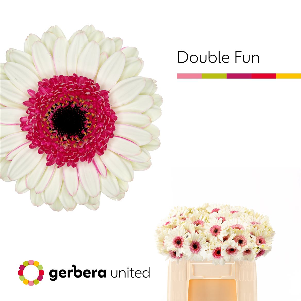 Gerbera Mini Double Fun