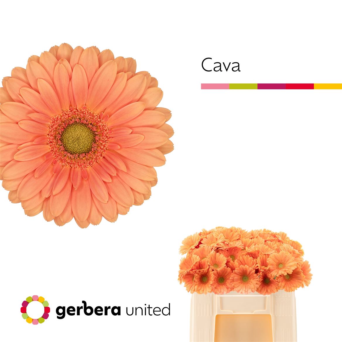 Gerbera Mini Cava