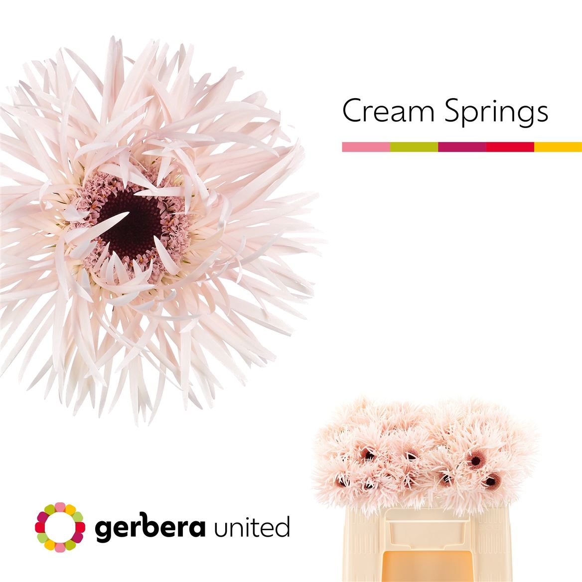 Gerbera Spider Cream Springs