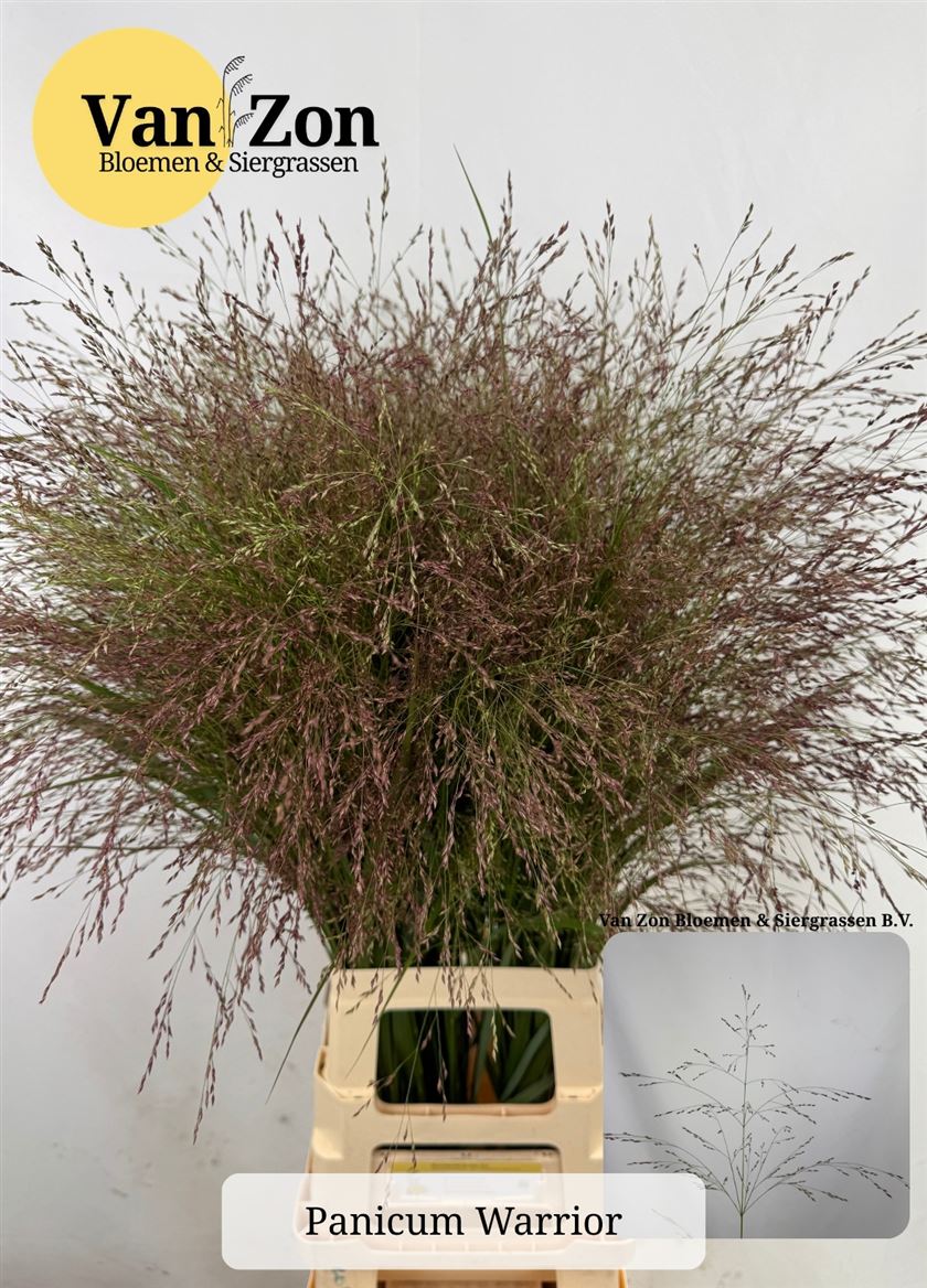 Panicum Warrior 90cm